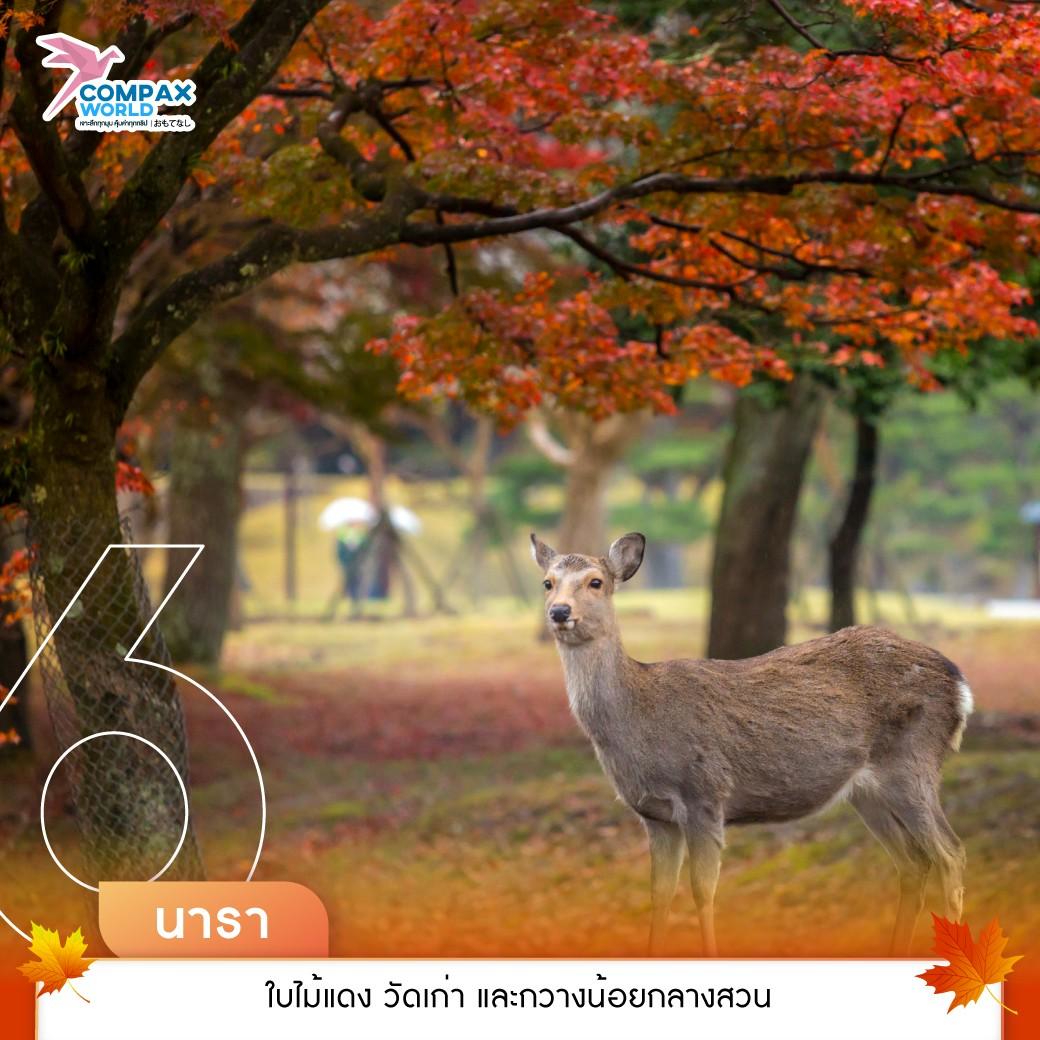 เที่ยวญี่ปุ่น ทัวร์ญี่ปุ่น ทัวร์ญี่ปุ่นพรีเมี่ยม โปรแกรมทัวร์ญี่ปุ่น