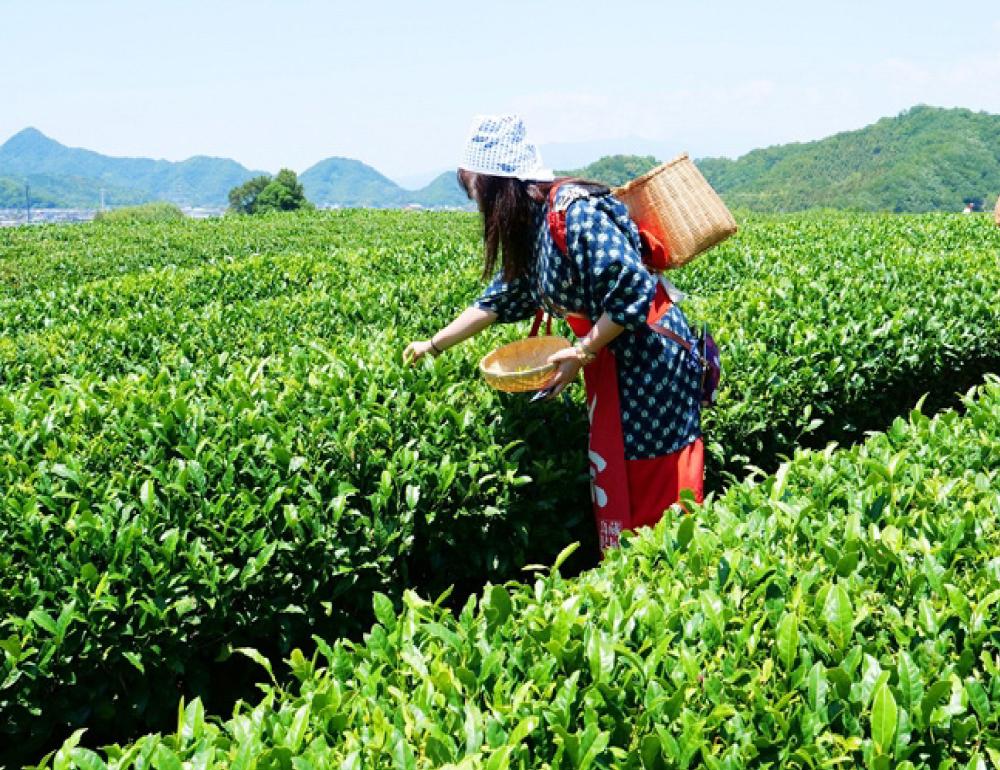 ทัวร์ญี่ปุ่น NEW ROUTE JOURNEY & KOYO AT NAEBA | COMPAXWORLD