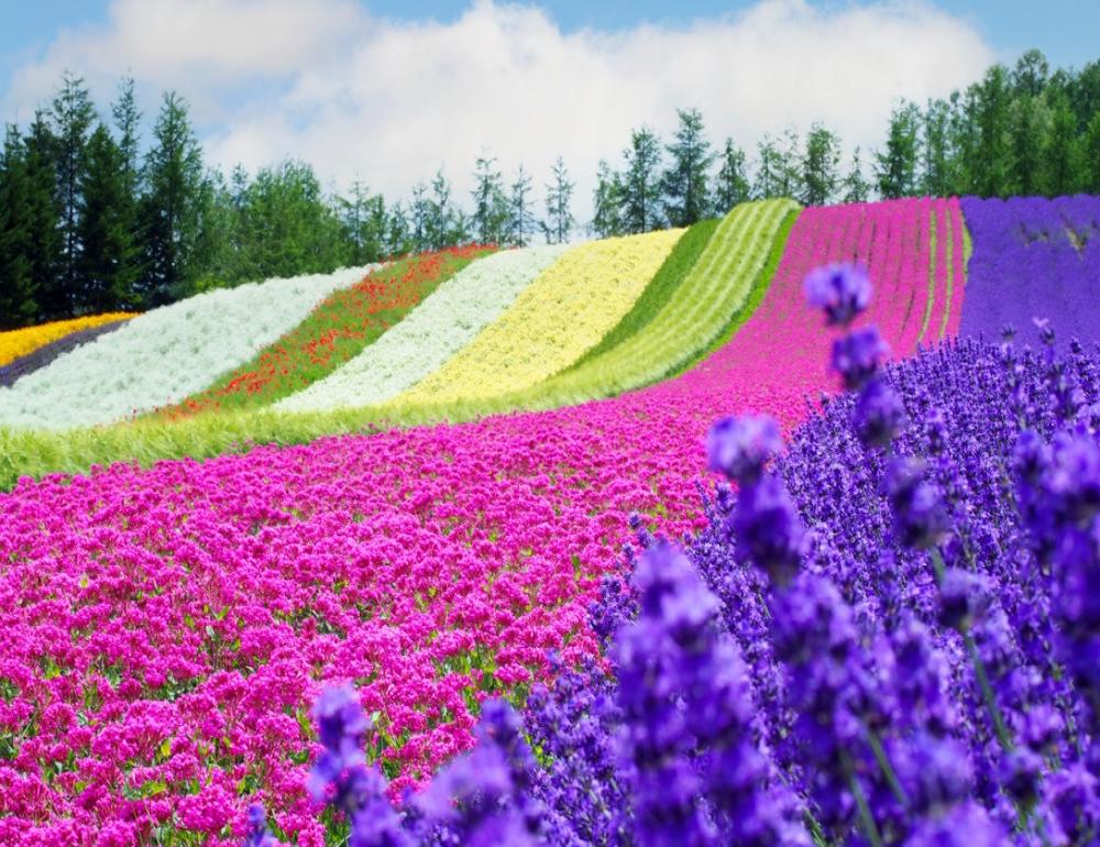 ทัวร์ญี่ปุ่น TOP OF JAPAN IN WAKKANAI AND HOKKAIDO LAVENDER | COMPAXWORLD