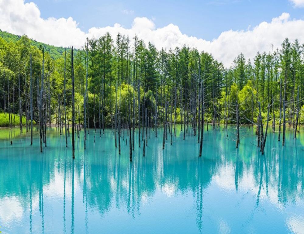 ทัวร์ญี่ปุ่น TOP OF JAPAN IN WAKKANAI AND HOKKAIDO LAVENDER | COMPAXWORLD