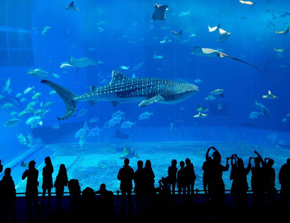 ทัวร์ญี่ปุ่น OKINAWA | COMPAXWORLD