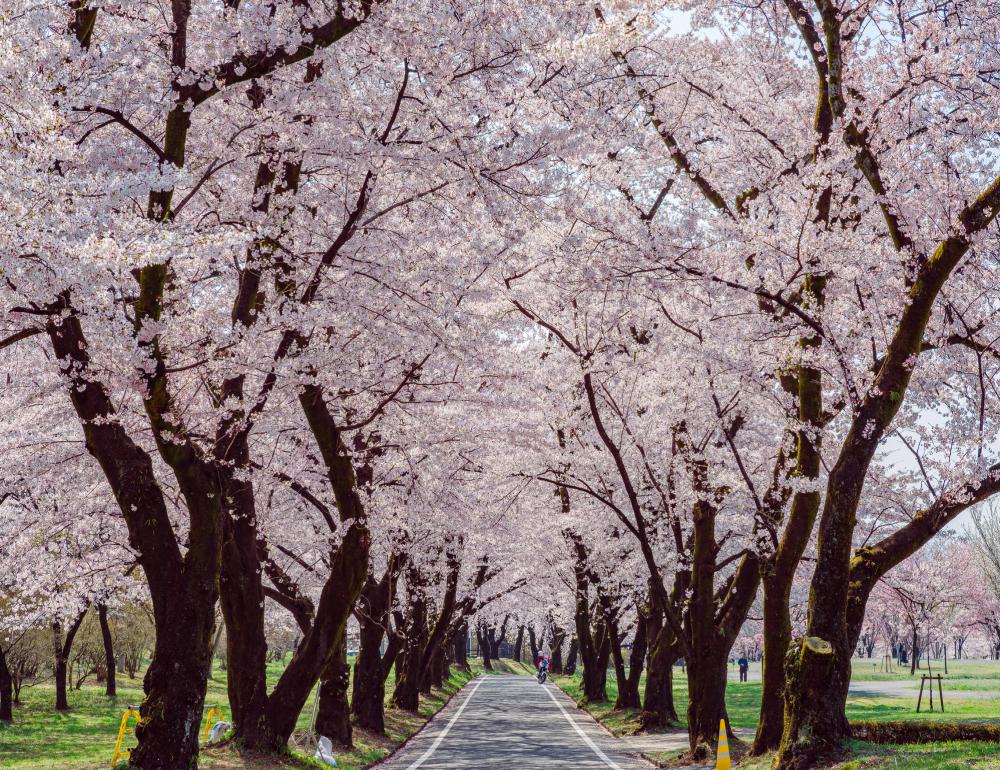 ทัวร์ญี่ปุ่น NEW HIDDEN BEAUTIFUL SAKURA | COMPAXWORLD