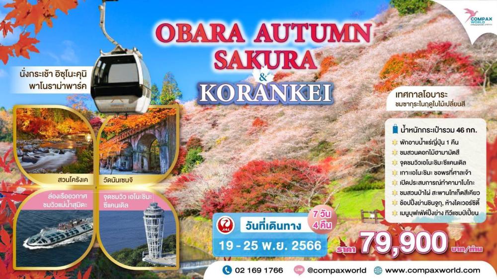 ทัวร์ญี่ปุ่น OBARA AUTUMN SAKURA & KORANKEI | COMPAXWORLD