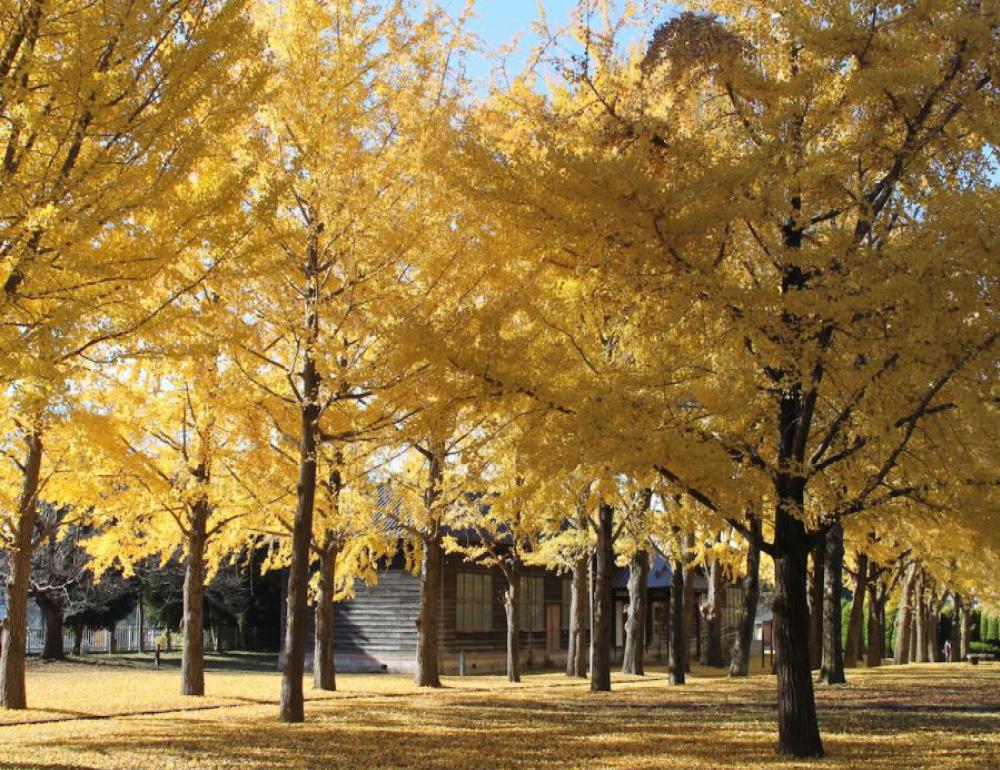 ทัวร์ญี่ปุ่น WHISPERS OF AUTUMN AT IBARAKI | COMPAXWORLD