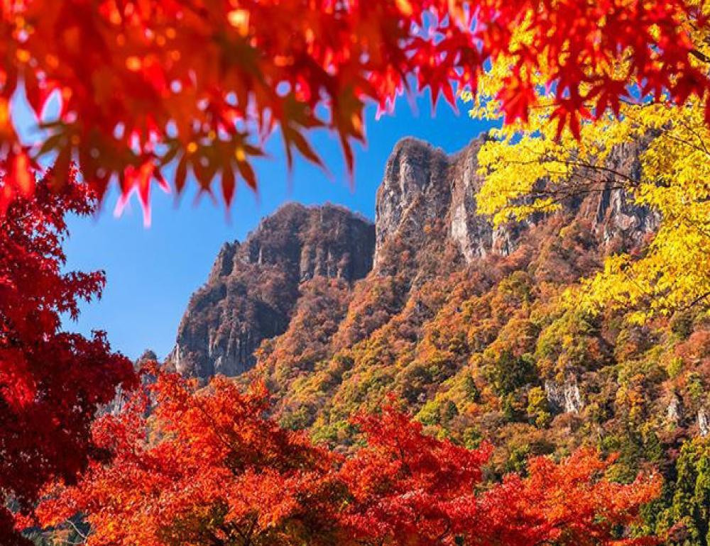 ทัวร์ญี่ปุ่น WHISPERS OF AUTUMN AT IBARAKI | COMPAXWORLD