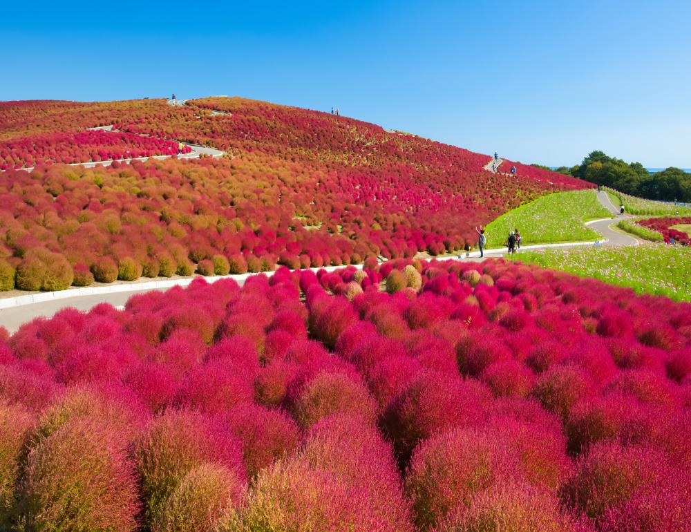 ทัวร์ญี่ปุ่น AUTUMN DREAMS OF JAPAN | COMPAXWORLD