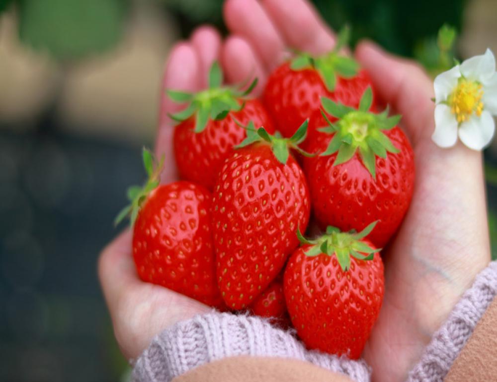 ทัวร์ญี่ปุ่น WHISPERS OF SPRING | COMPAXWORLD