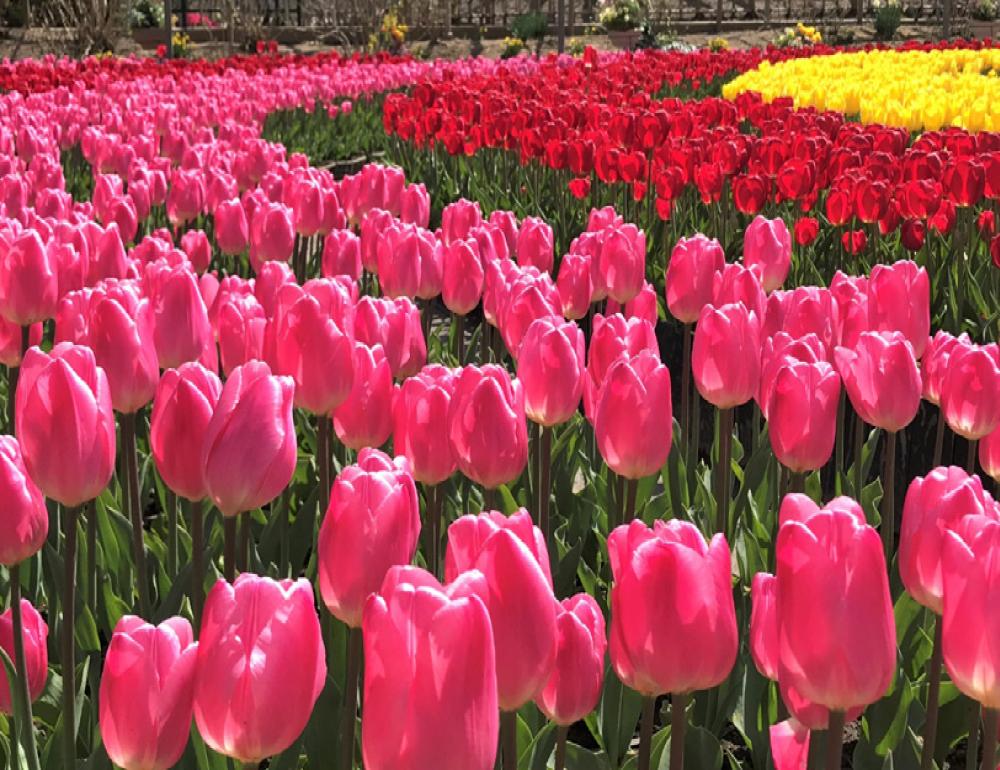 ทัวร์ญี่ปุ่น WHISPERS OF SPRING | COMPAXWORLD