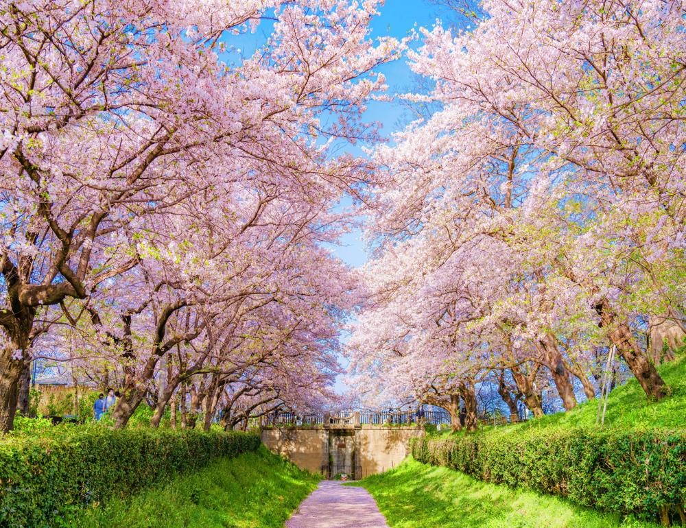 ทัวร์ญี่ปุ่น WHISPERS OF SPRING | COMPAXWORLD