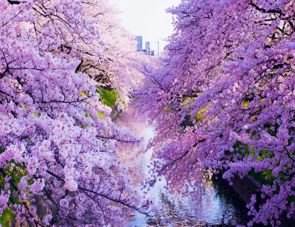 ทัวร์ญี่ปุ่น THE NEW ROUTE FOR SAKURA & ONSEN LOVERS | COMPAXWORLD