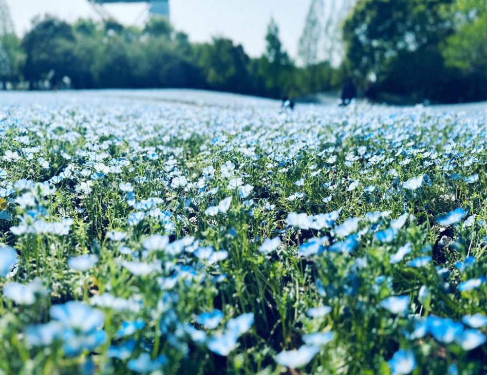 ทัวร์ญี่ปุ่น THE NEW ROUTE FOR SAKURA & ONSEN LOVERS | COMPAXWORLD