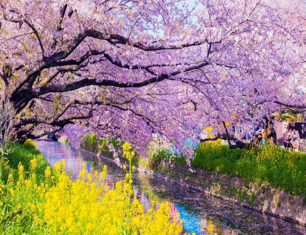 ทัวร์ญี่ปุ่น THE NEW ROUTE FOR SAKURA & ONSEN LOVERS | COMPAXWORLD