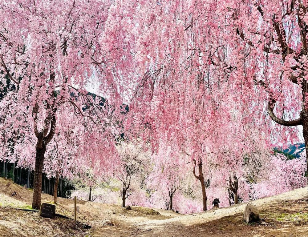 ทัวร์ญี่ปุ่น UNSEEN SAKURA & SUNSET WITH AMA SAN | COMPAXWORLD