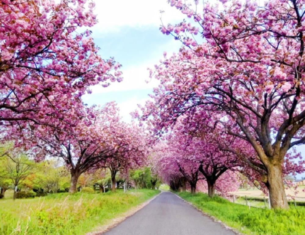 ทัวร์ญี่ปุ่น SADO ISLAND & ONSEN LOVERS | COMPAXWORLD