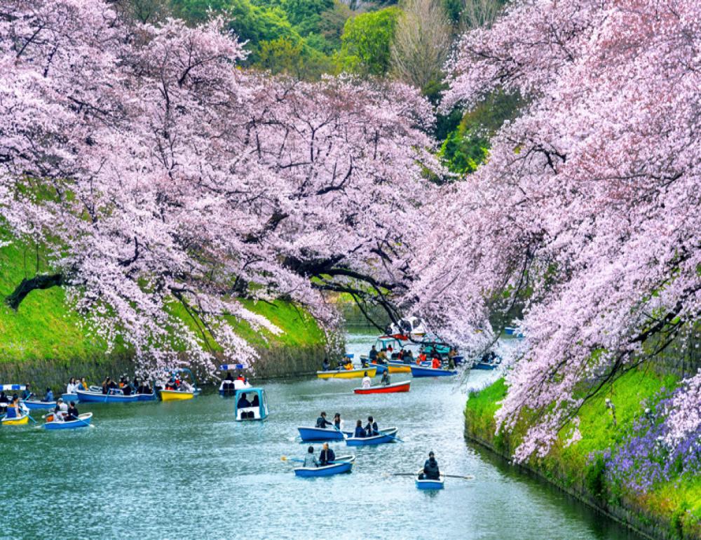 ทัวร์ญี่ปุ่น UNSEEN SAKURA & KUSATSU ONSEN | COMPAXWORLD