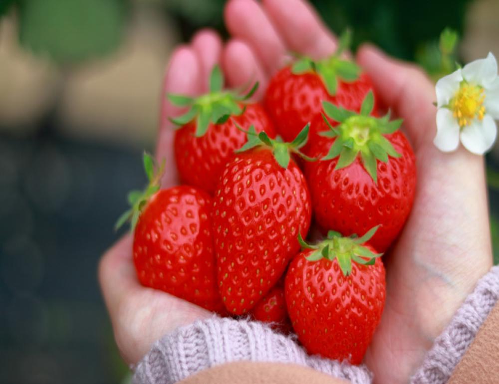 ทัวร์ญี่ปุ่น THE SAKURA ONSEN ROUTE | COMPAXWORLD