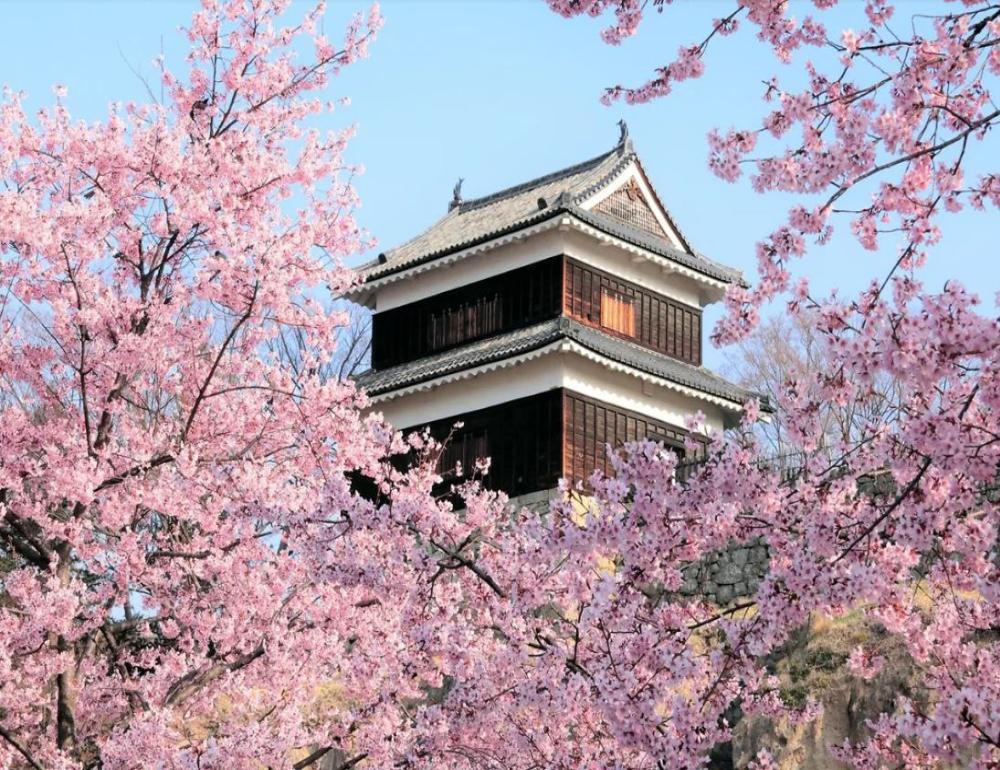 ทัวร์ญี่ปุ่น THE SAKURA ONSEN ROUTE | COMPAXWORLD