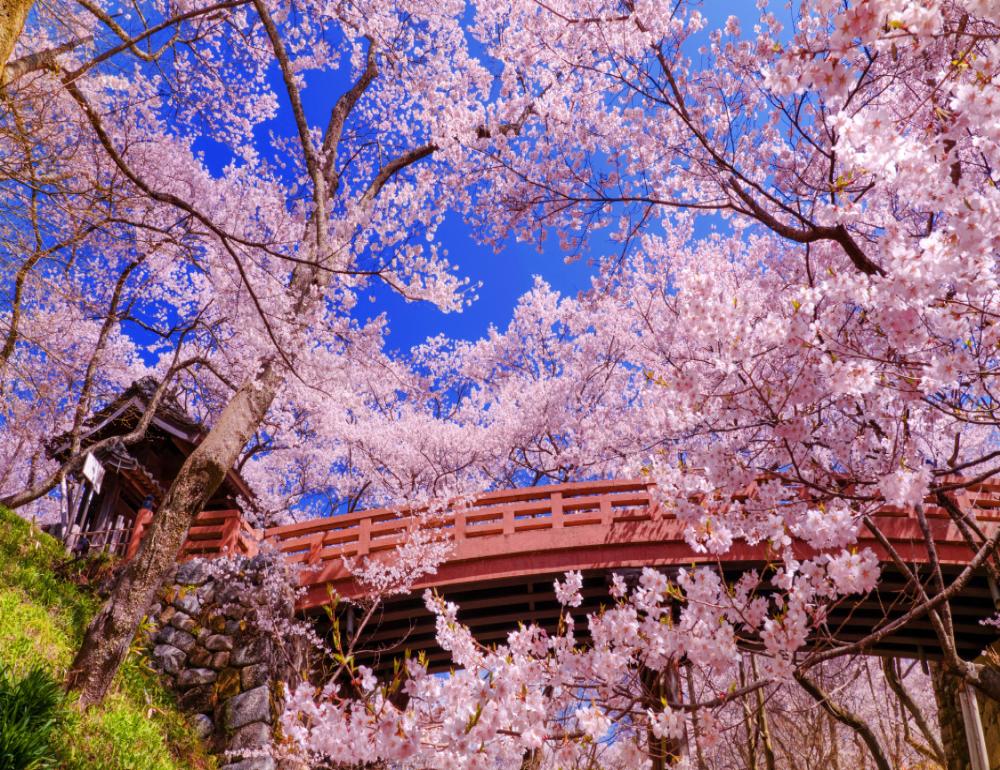 ทัวร์ญี่ปุ่น THE SAKURA ONSEN ROUTE | COMPAXWORLD