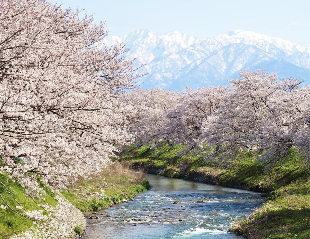 ทัวร์ญี่ปุ่น THE STORY OF 13000 & UNSEEN SAKURA AT TOYAMA | COMPAXWORLD