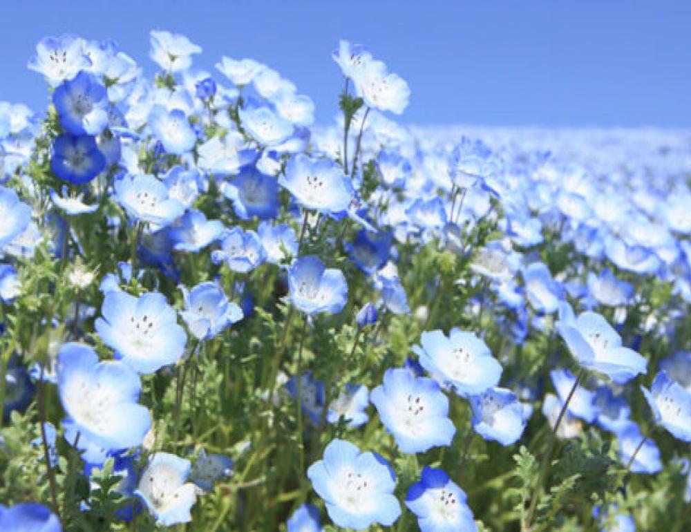 ทัวร์ญี่ปุ่น TOP THREE BEST ONSEN & JAPAN ALPS | COMPAXWORLD