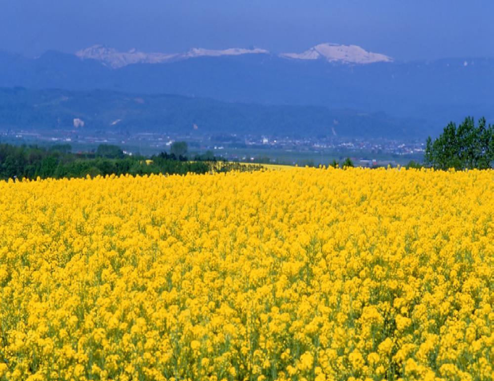 ทัวร์ญี่ปุ่น COLOR OF HOKKAIDO [PINK MOSS & NANOHANA] | COMPAXWORLD