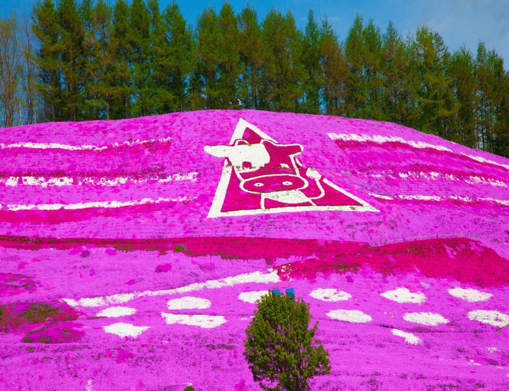 ทัวร์ญี่ปุ่น COLOR OF HOKKAIDO [PINK MOSS & NANOHANA] | COMPAXWORLD