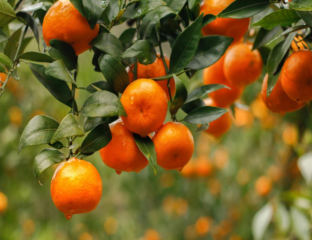 ทัวร์ญี่ปุ่น MT.FUJI NIPPON TABI 2 THEME PARKS | COMPAXWORLD