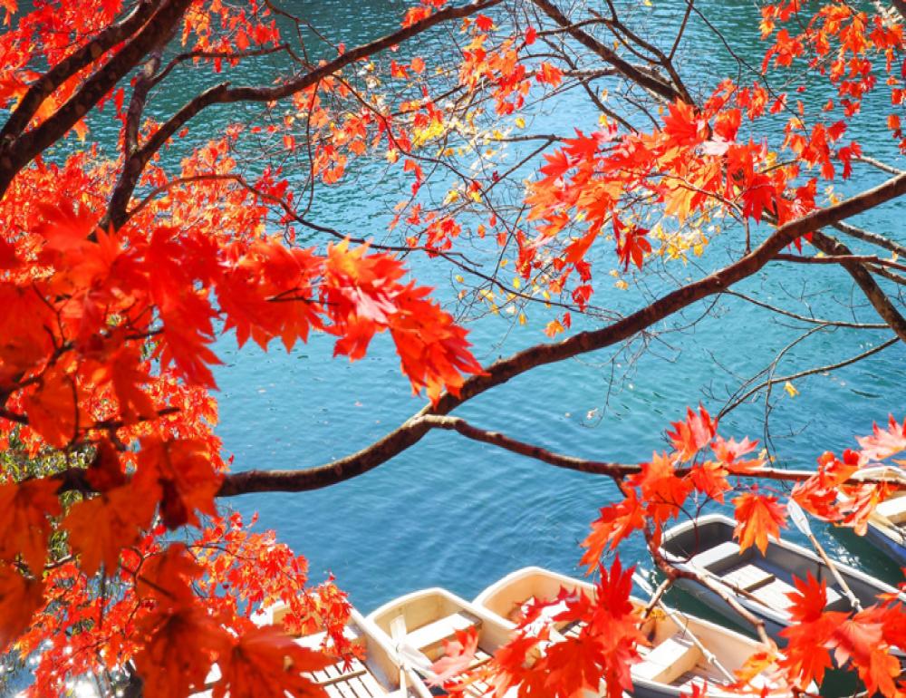 ทัวร์ญี่ปุ่น ROMANTIC AUTUMN & APPLE PICKING | COMPAXWORLD