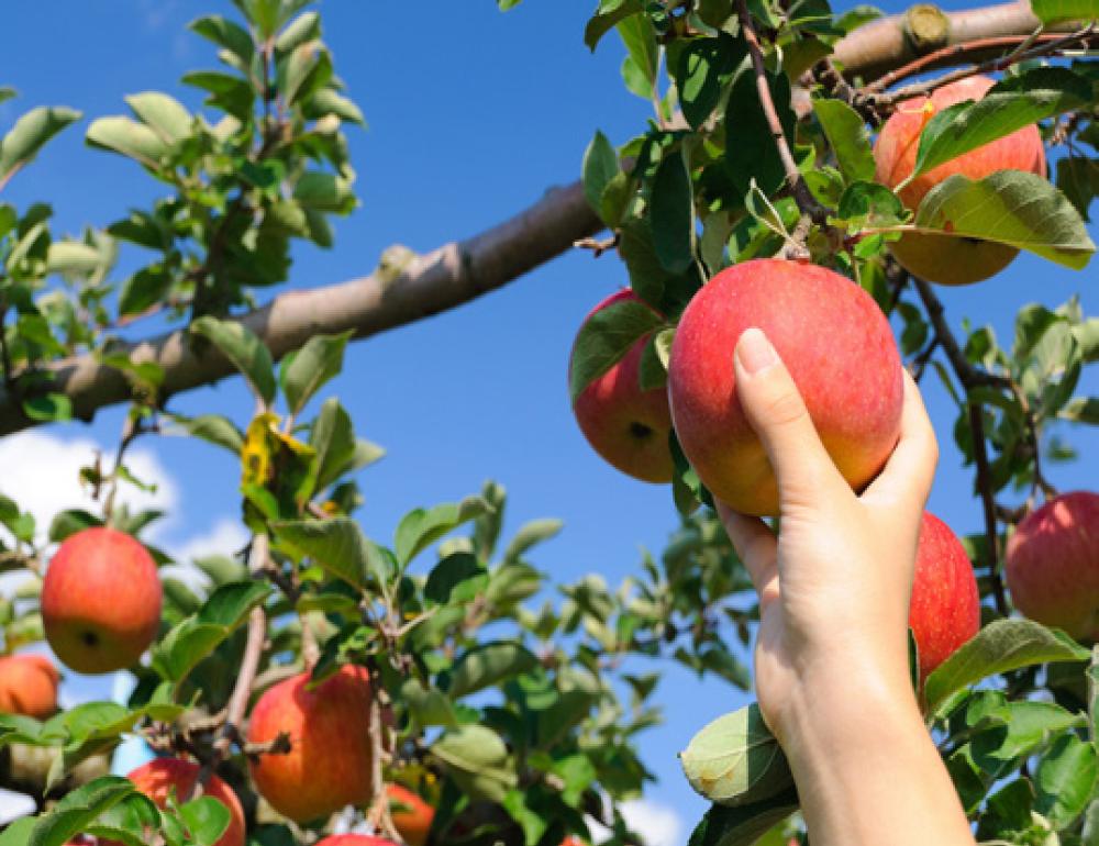 ทัวร์ญี่ปุ่น ROMANTIC AUTUMN & APPLE PICKING | COMPAXWORLD