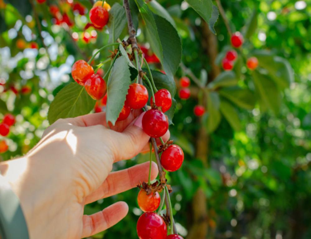 ทัวร์ญี่ปุ่น WONDERFUL LAVENDER IN HOKKAIDO | COMPAXWORLD