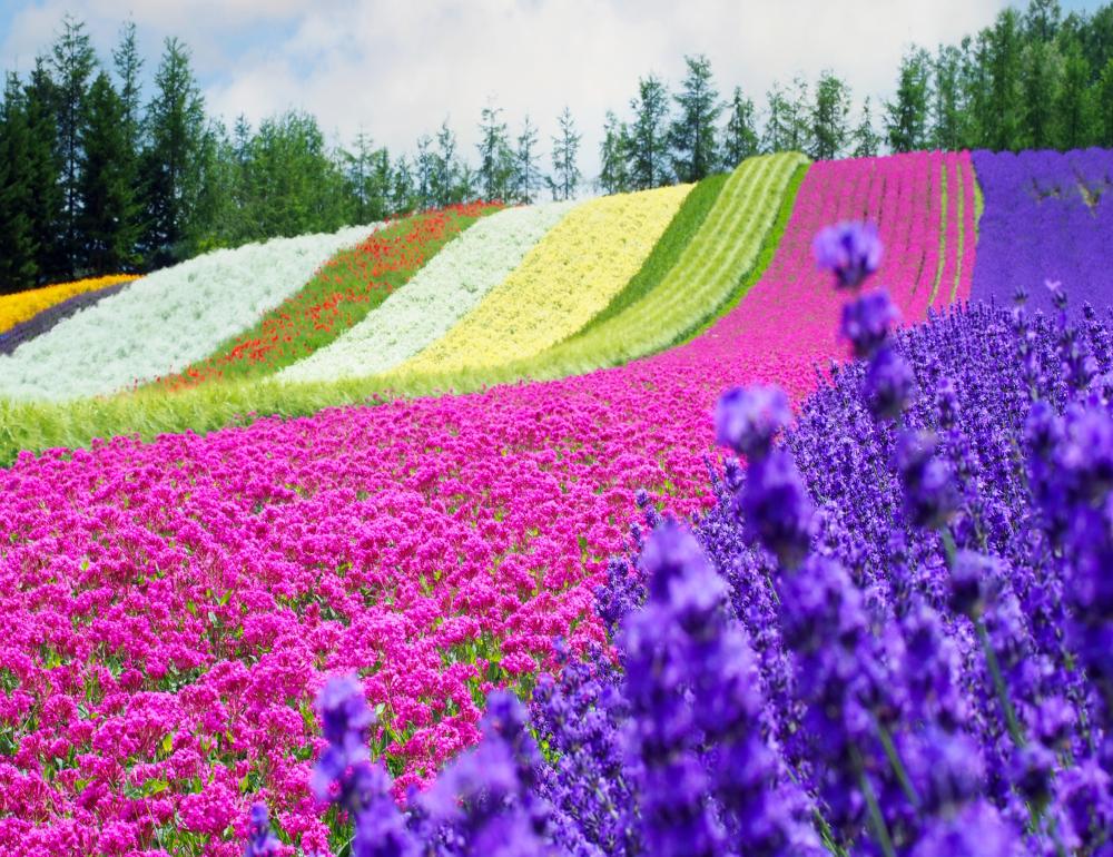 ทัวร์ญี่ปุ่น WONDERFUL LAVENDER IN HOKKAIDO | COMPAXWORLD