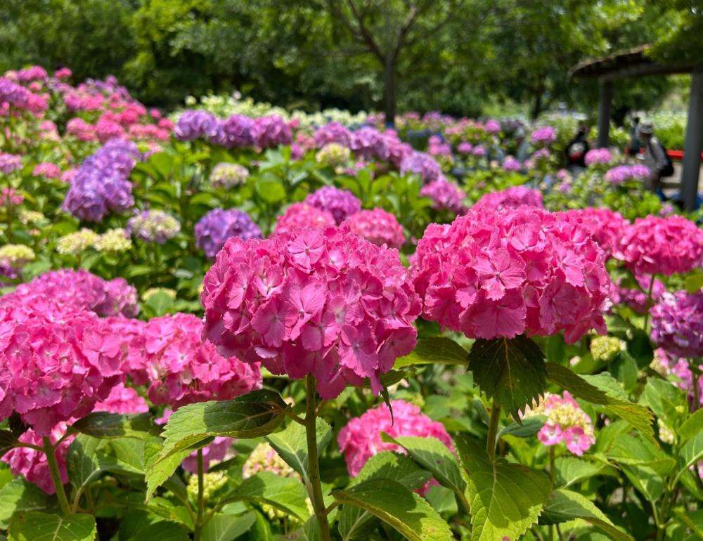 ทัวร์ญี่ปุ่น LITE OSAKA - WAKAYAMA | COMPAXWORLD