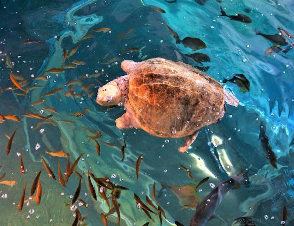 ทัวร์ญี่ปุ่น LITE OSAKA - WAKAYAMA | COMPAXWORLD