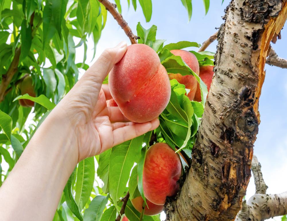 ทัวร์ญี่ปุ่น LITE OSAKA - WAKAYAMA | COMPAXWORLD