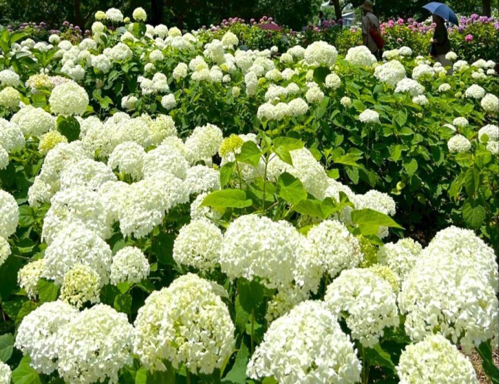 ทัวร์ญี่ปุ่น LITE OSAKA - WAKAYAMA | COMPAXWORLD