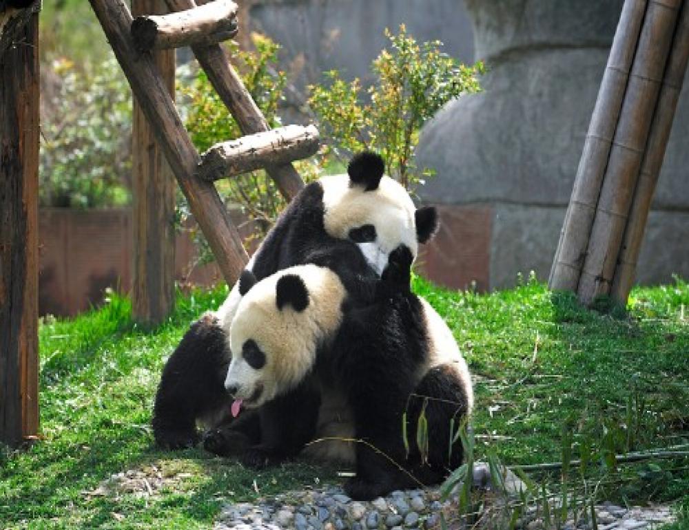 ทัวร์จีน PREMIUM CHINA IN AUTUMM  (เฉิงตู - หวงหลง - จิ่วจ้ายโกว) | COMPAXWORLD