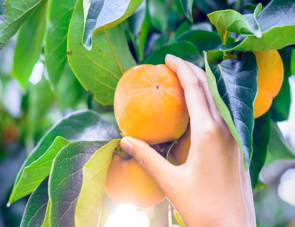 ทัวร์ญี่ปุ่น AUTUMN HEALING IN NATURE AND KAKI GARI | COMPAXWORLD