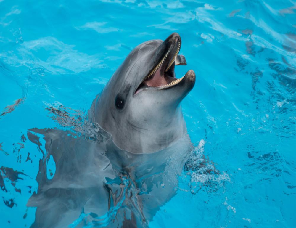 ทัวร์ญี่ปุ่น KARUIZAWA SNOW & CHUO ALPS SYMPHONY | COMPAXWORLD