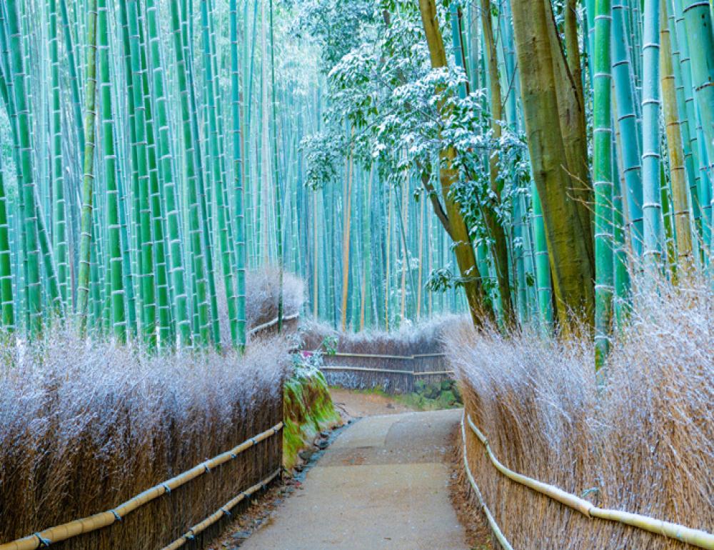 ทัวร์ญี่ปุ่น JAPAN WINTER LIGHTS & SNOW VILLAGE | COMPAXWORLD