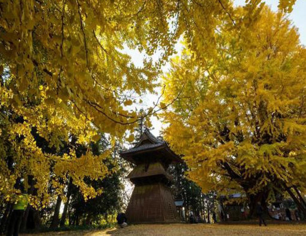 ทัวร์ญี่ปุ่น BEAUTIFUL AUTUMN AT IBARAKI 6 DAYS 4 NIGHTS BY TG | COMPAXWORLD