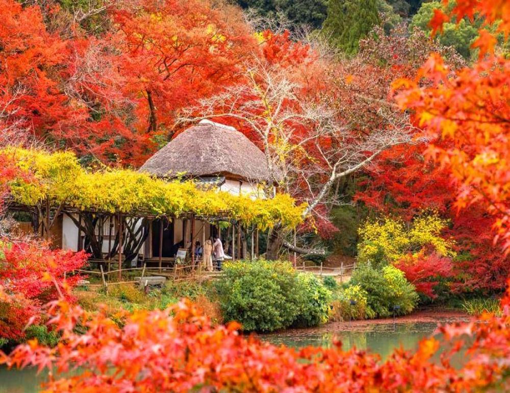 ทัวร์ญี่ปุ่น KYUSHU AUTUMN TAKACHIHO & RAIL KITCHEN CHIKUGO | COMPAXWORLD