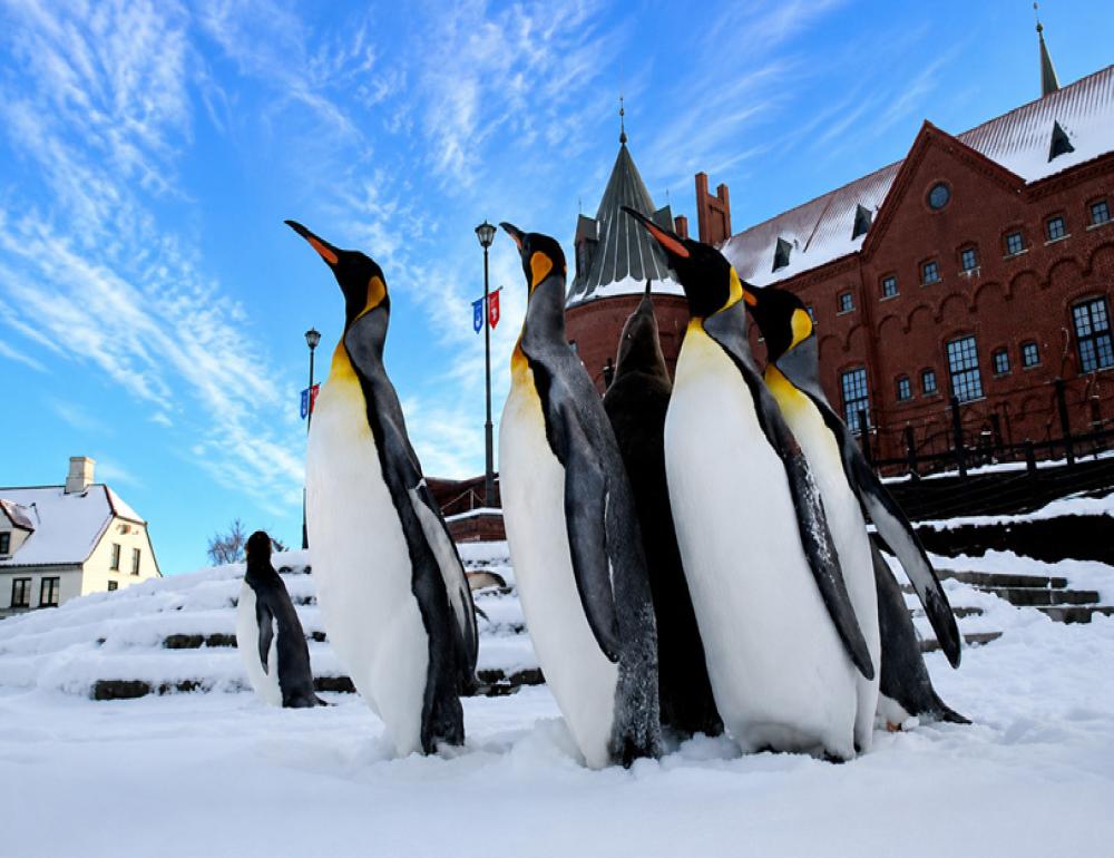 SNOW WINTER NEW YEAR AT HAKODATE(MIRROR) 2027 | COMPAXWORLD