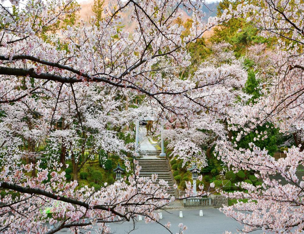 ทัวร์ญี่ปุ่น BEAUTIFUL SAKURA & SADO ISLAND | COMPAXWORLD