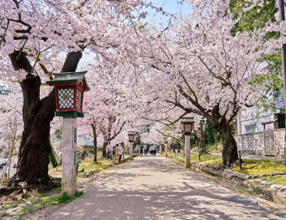 ทัวร์ญี่ปุ่น BEAUTIFUL SAKURA & SADO ISLAND | COMPAXWORLD