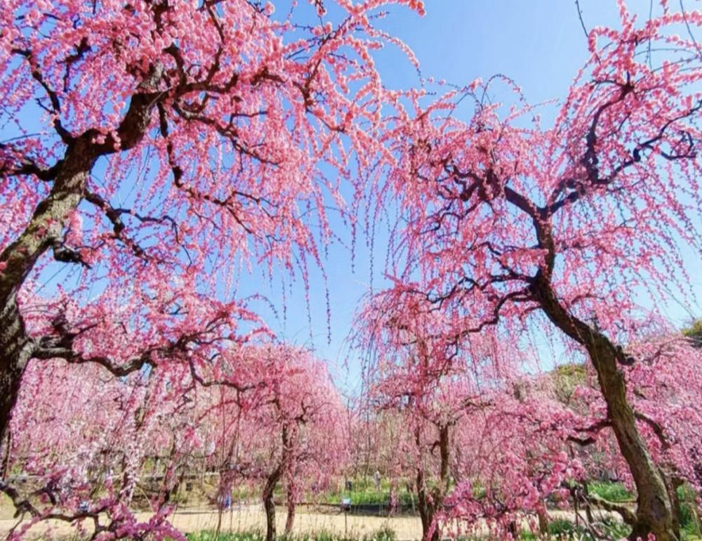 ทัวร์ญี่ปุ่น PLUM FESTIVAL & ILLUMINATION (NAGOYA-SHIZUOKA-TOKYO) | COMPAXWORLD