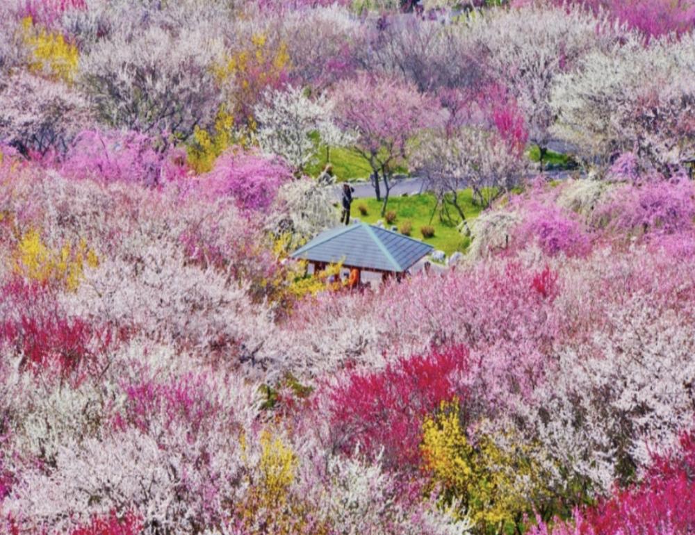 ทัวร์ญี่ปุ่น PLUM FESTIVAL & ILLUMINATION (NAGOYA-SHIZUOKA-TOKYO) | COMPAXWORLD